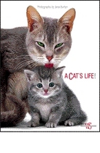 A cats life