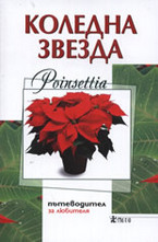 Коледна звезда