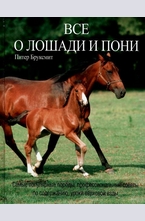 Все о лошади и пони