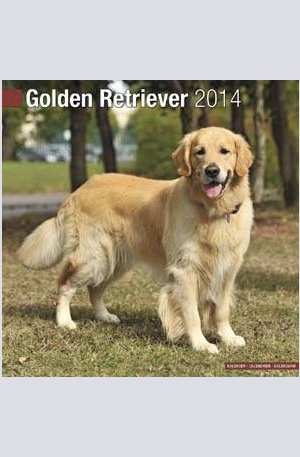 Продукт - Календар Golden Retriever 2014