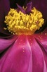 Книга - Edvard Koinberg: Herbarium Amoris. Floral Romance