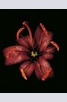 Книга - Edvard Koinberg: Herbarium Amoris. Floral Romance