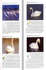 Книга - Фотографски определител на птиците в Европа
