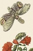 Книга - Insects of Surinam