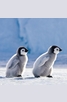 Книга - Календар Pinguine 2014