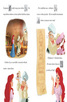 Книга - Кралската сватба на Ариел - с лепенки