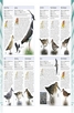 Книга - RSPB Birdwatching for Beginners