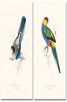 Книга - The Parrots